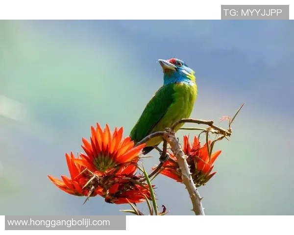 雄鹿的栖息地与习性探究:从森林到草原的生态适应与生存智慧 雄鹿的栖息地与习性探究:从森林到草原的生态适应与生存智慧